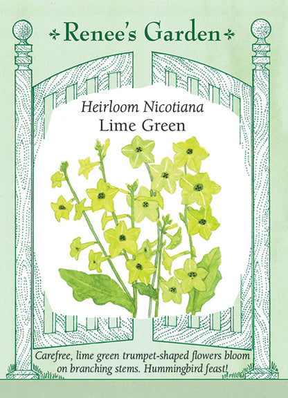 Heirloom Nicotiana - Nicotiana Lime Green