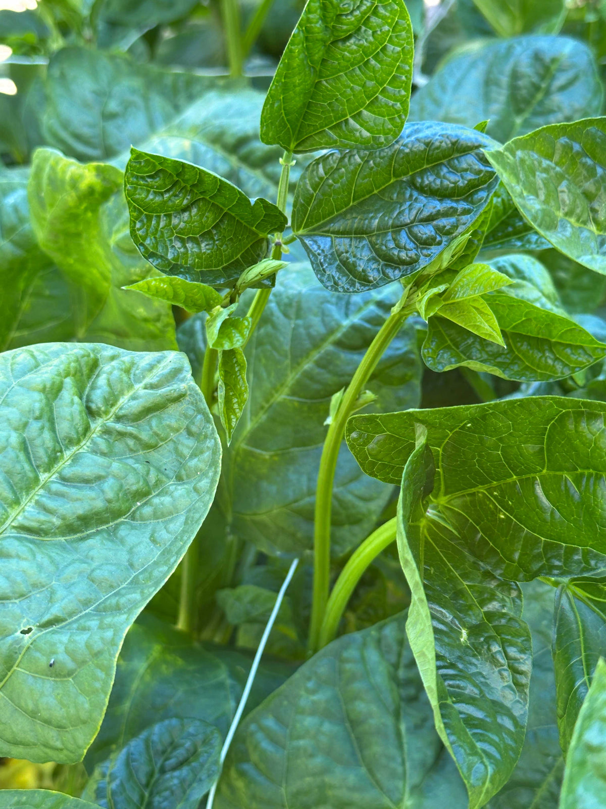 Black-Eyed Peas - Heirloom Queen Anne