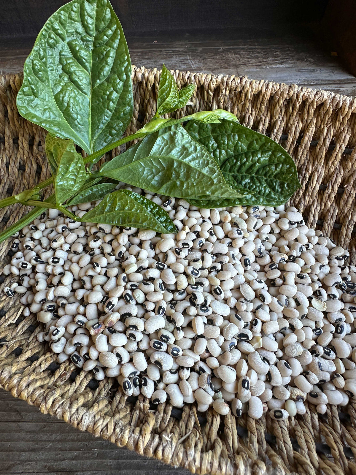 Black-Eyed Peas - Heirloom Queen Anne