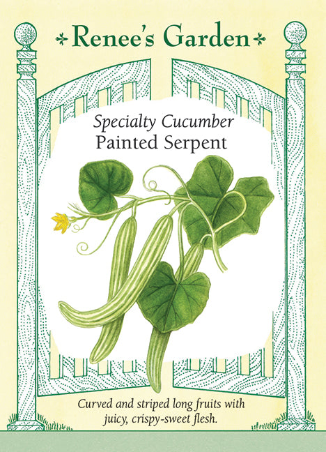 Specialty Cucumber - Painted Serpent