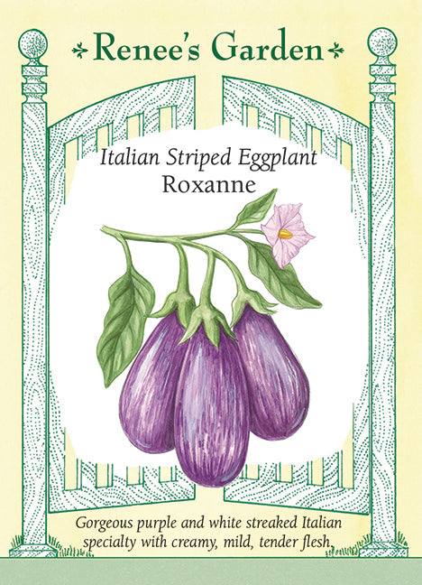 Italian Striped Eggplant - Roxanne
