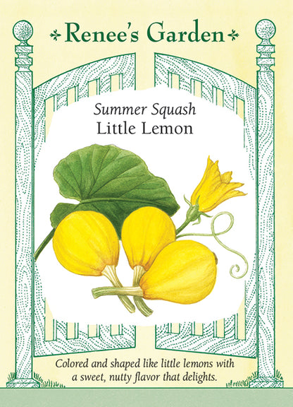 Summer Squash - Little Lemon