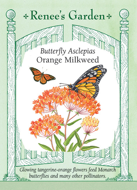 Butterfly Asclepias - Orange Milkweed