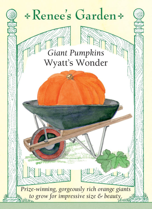 Giant Pumpkins - Wyatt's Wonder