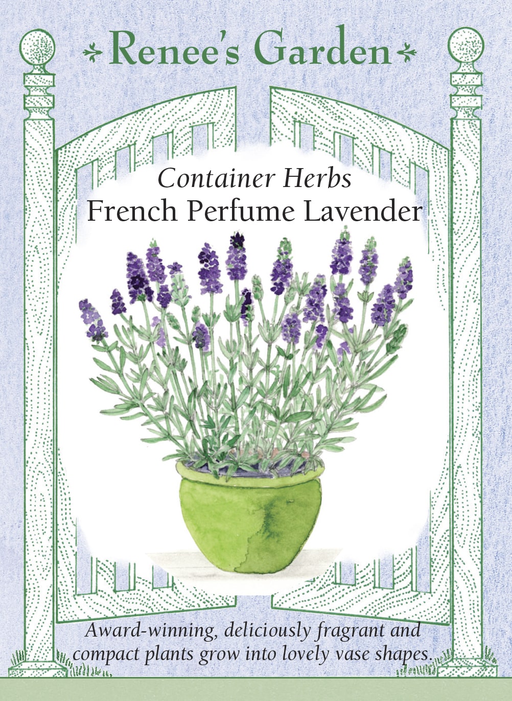 Container Herbs - French Perfume Lavender
