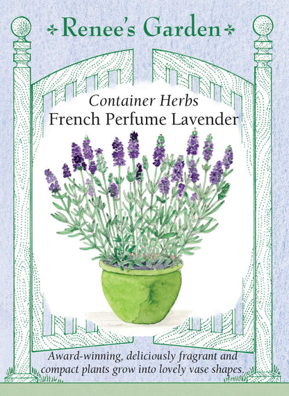 Container Herbs - French Perfume Lavender