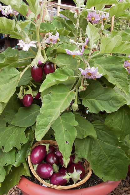 Container Eggplant - Little Prince
