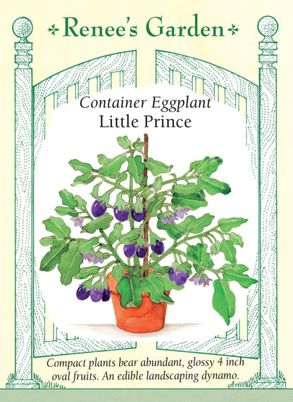 Container Eggplant - Little Prince