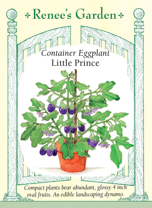 Container Eggplant - Little Prince