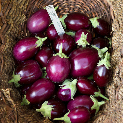 Container Eggplant - Little Prince