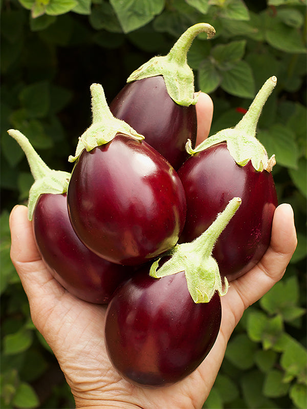 Container Eggplant - Little Prince
