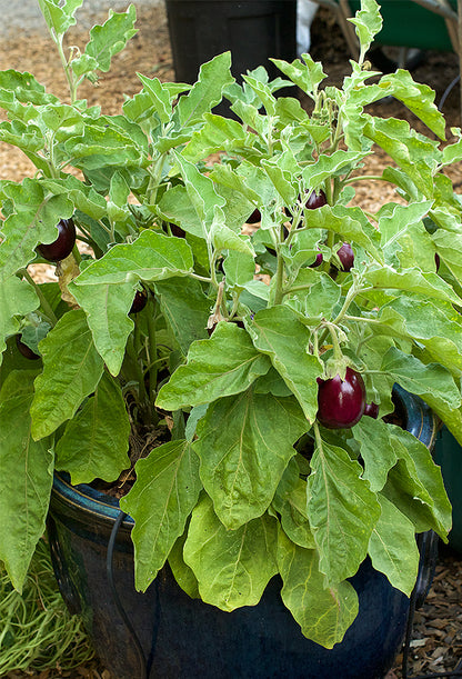 Container Eggplant - Little Prince