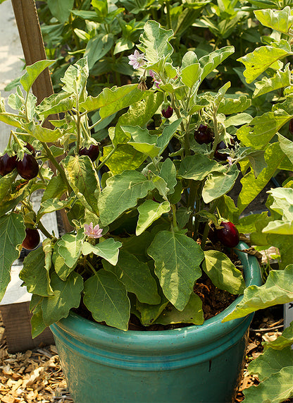 Container Eggplant - Little Prince