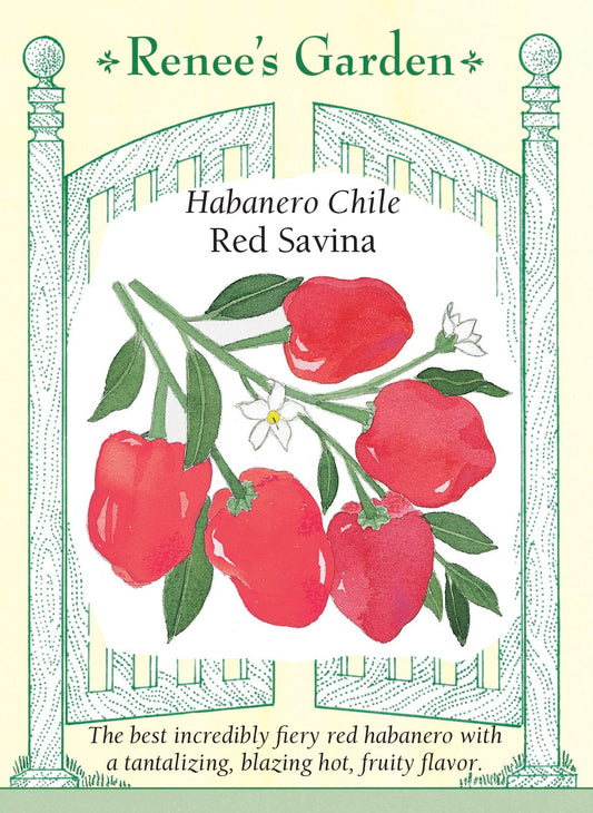 Habanero Chile - Red Savina