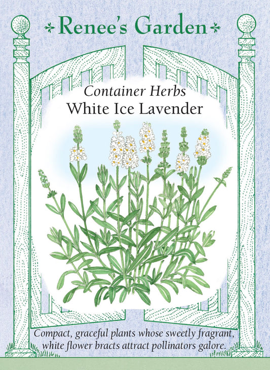 Container Herbs - White Ice Lavender