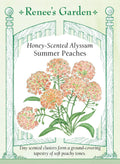 Honey-Scented Alyssum - Summer Peaches