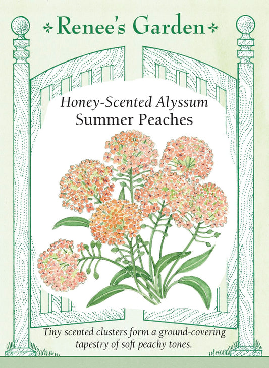 Honey-Scented Alyssum - Summer Peaches