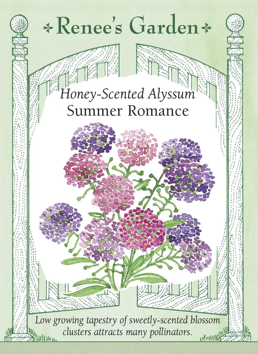 Honey-Scented Alyssum - Summer Romance