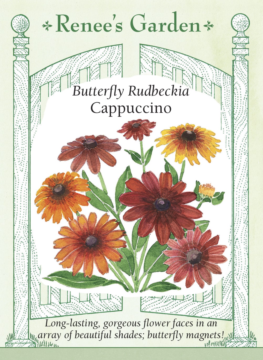 Butterfly Rudbeckia - Cappucino