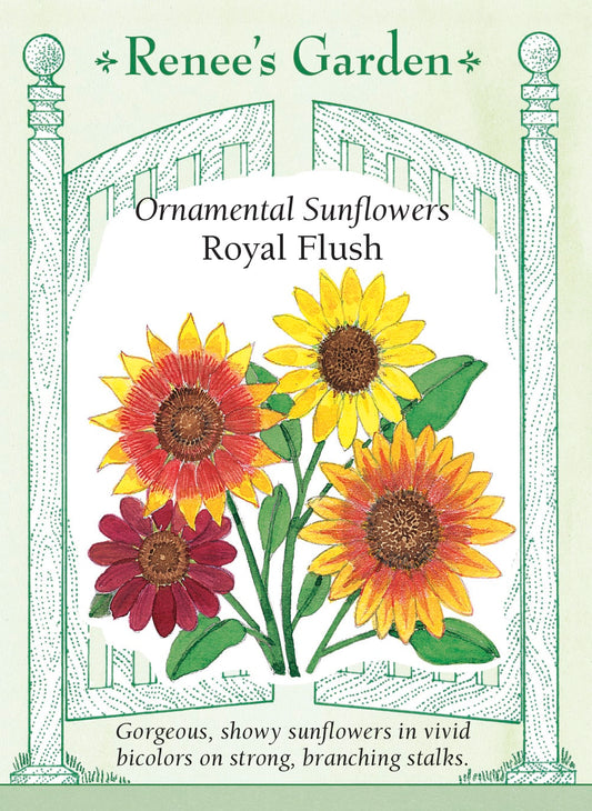 Ornamental Sunflowers - Royal Flush