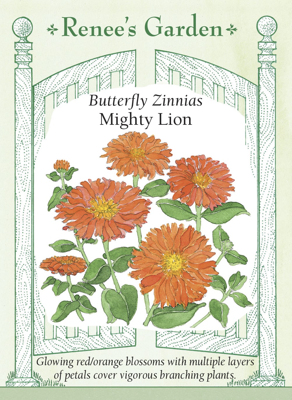 Butterfly Zinnias - Mighty Lion