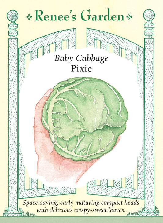Baby Cabbage - Pixie