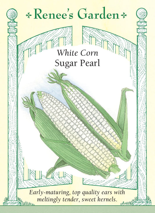 White Corn - Sugar Pearl