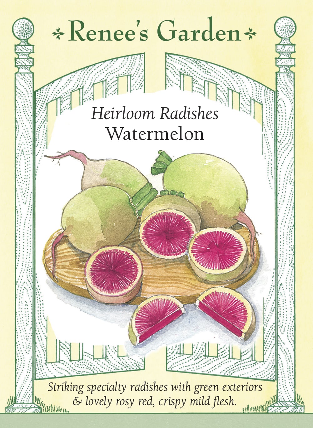 Heirloom Radishes - Watermelon