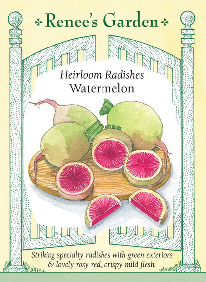 Heirloom Radishes - Watermelon