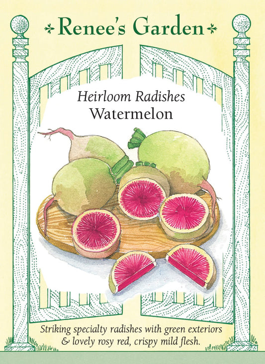 Heirloom Radishes - Watermelon