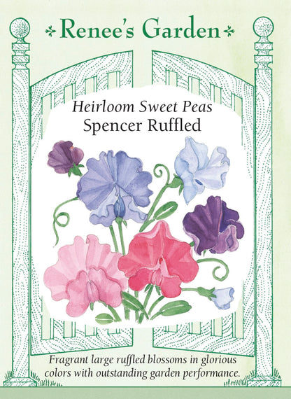 Heirloom Sweet Peas - Spencer Ruffled