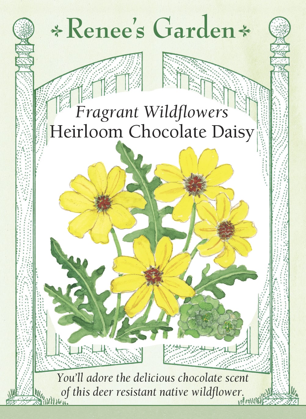 Fragrant Wildflowers - Heirloom Chocolate Daisy