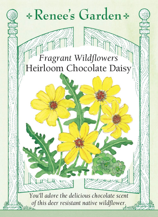 Fragrant Wildflowers - Heirloom Chocolate Daisy