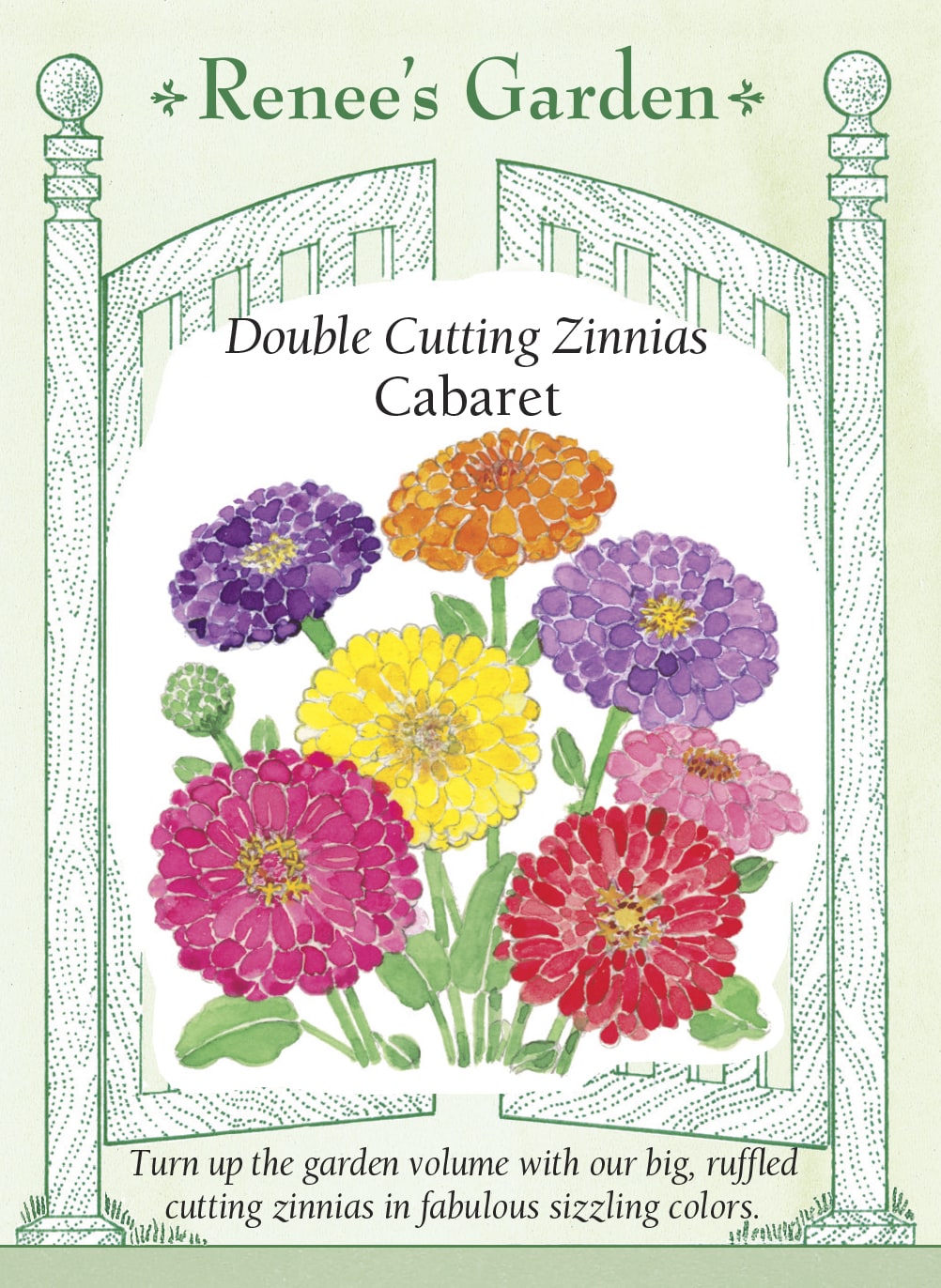 Double Cutting Zinnias - Cabaret