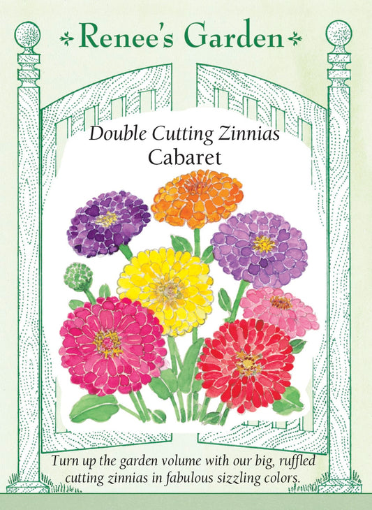 Double Cutting Zinnias - Cabaret