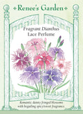 Fragrant Dianthus - Lace Perfume