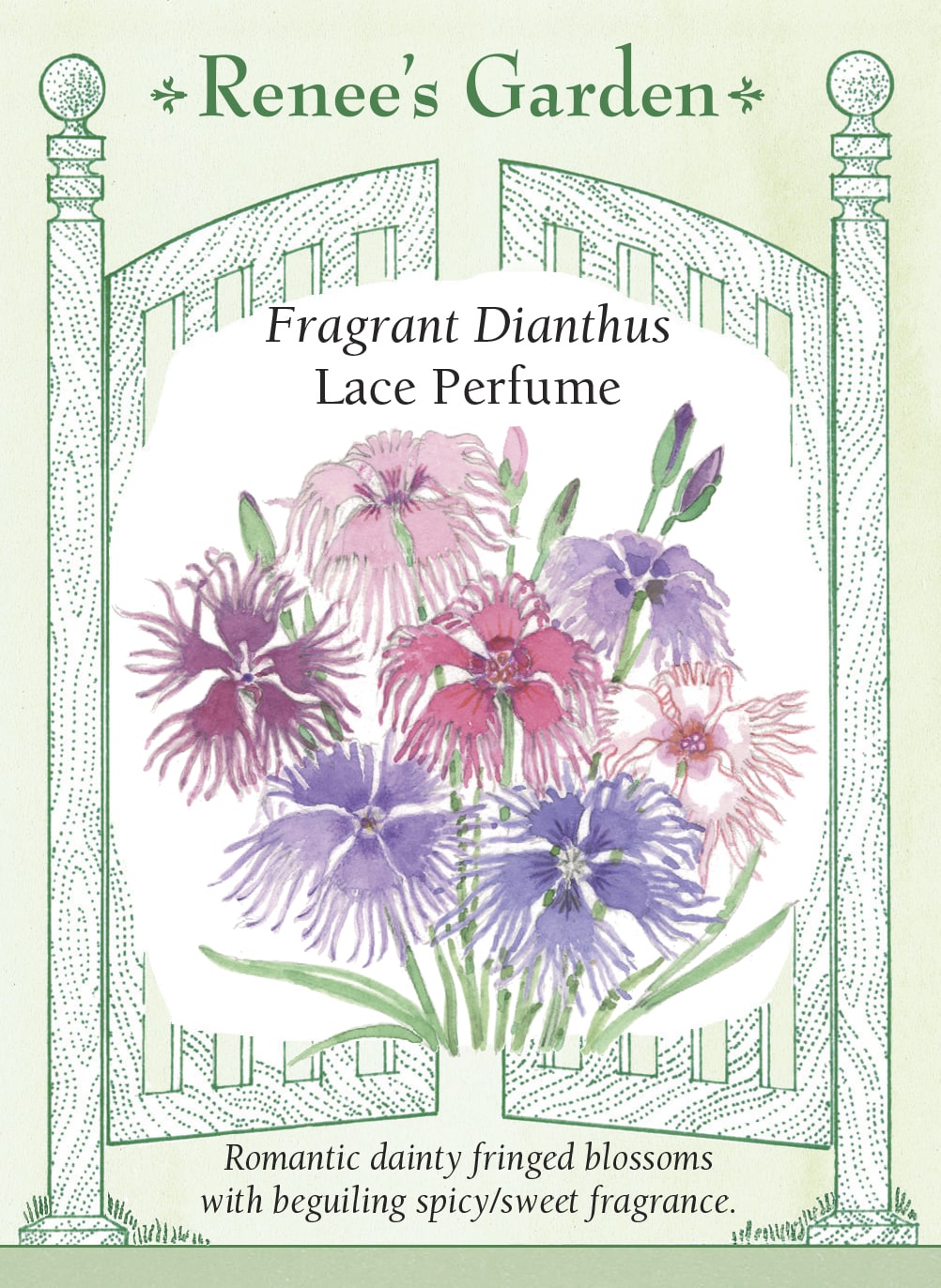 Fragrant Dianthus - Lace Perfume