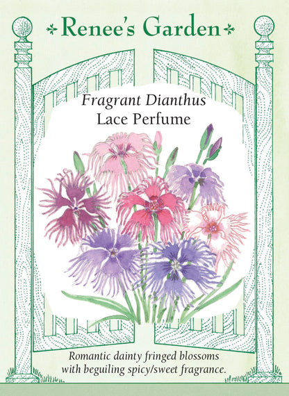 Fragrant Dianthus - Lace Perfume