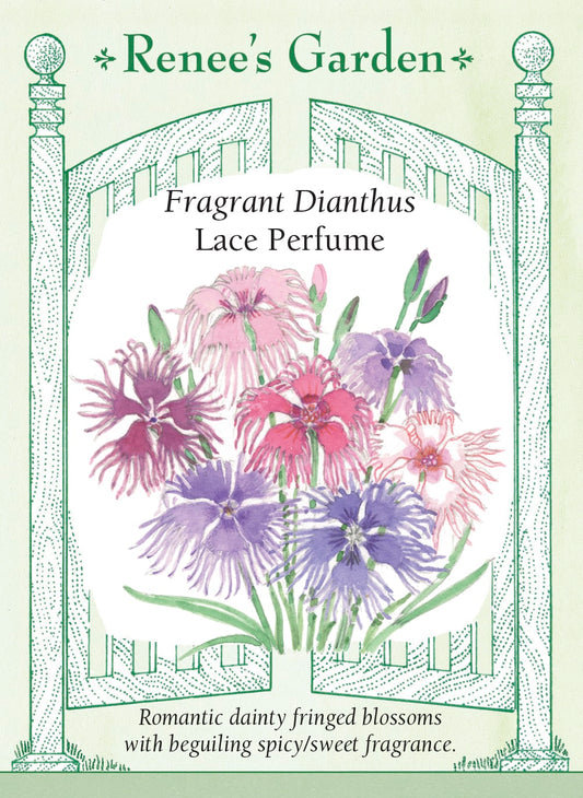 Fragrant Dianthus - Lace Perfume