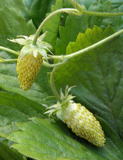 Alpine Strawberries - Heirloom Pineapple