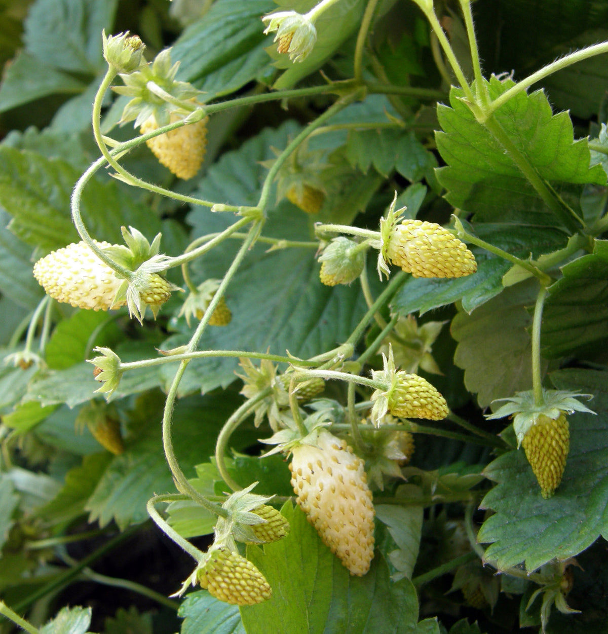 Alpine Strawberries - Heirloom Pineapple