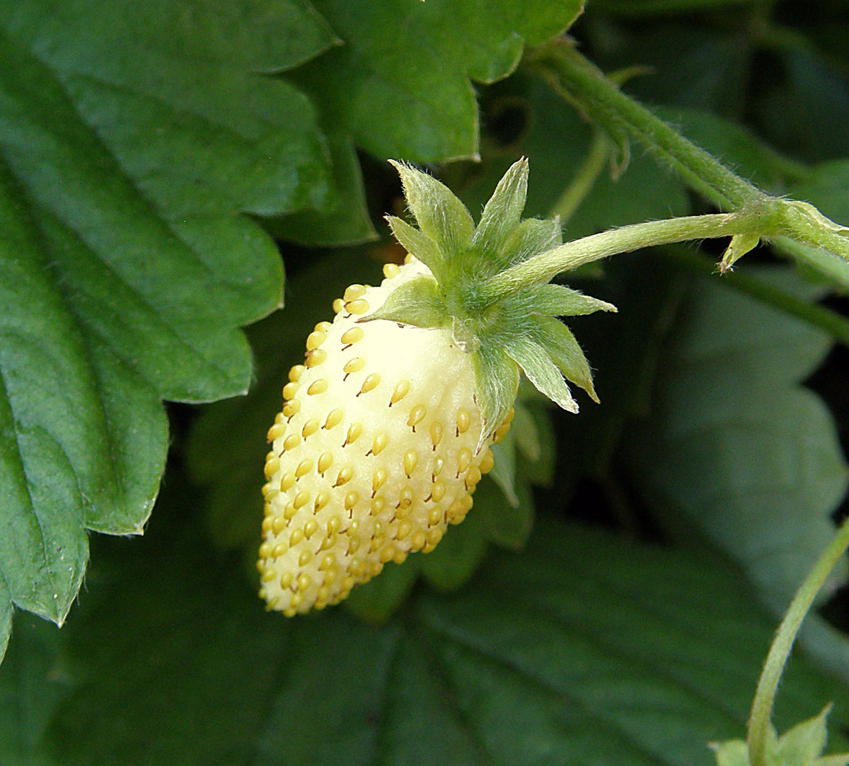 Alpine Strawberries - Heirloom Pineapple