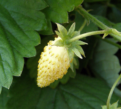 Alpine Strawberries - Heirloom Pineapple