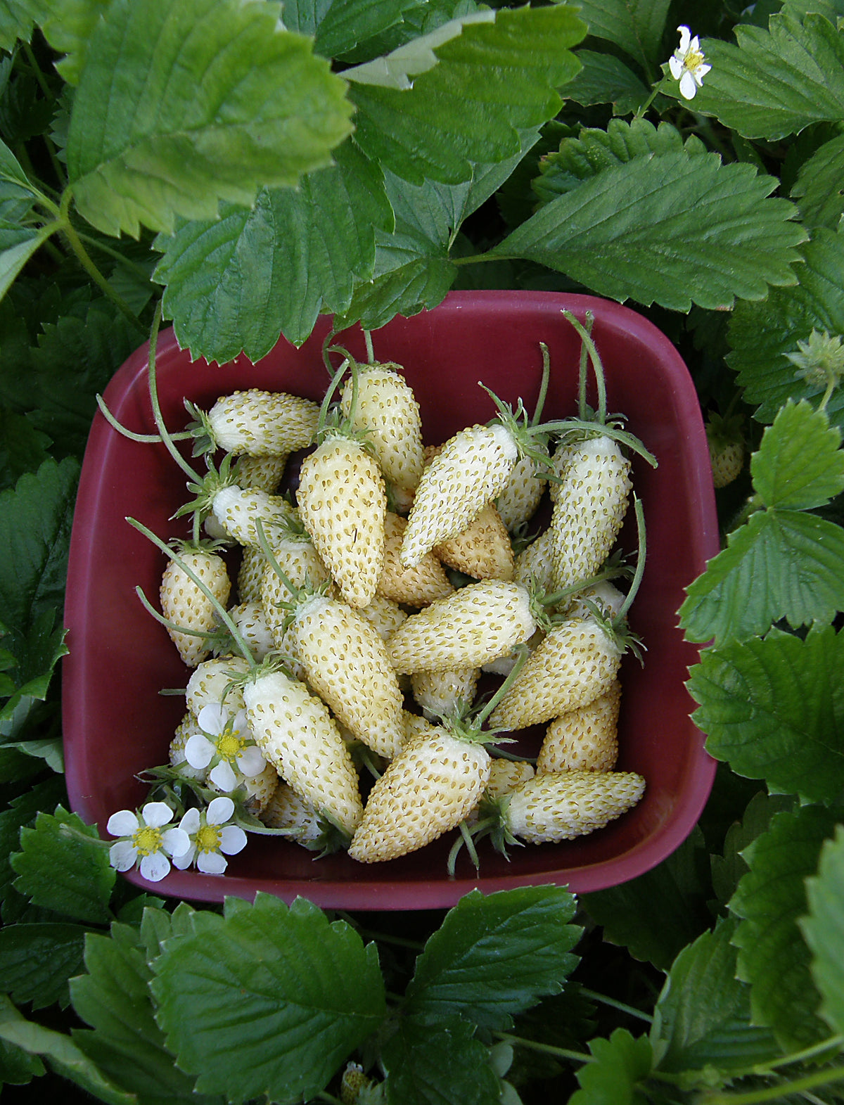 Alpine Strawberries - Heirloom Pineapple