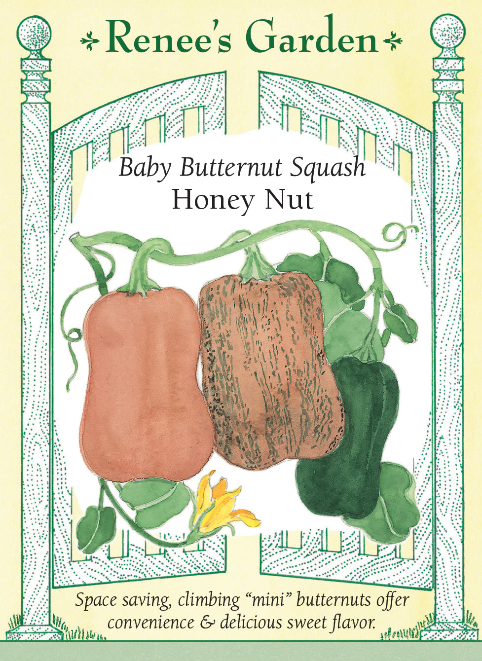Baby Butternut Squash - Honey Nut