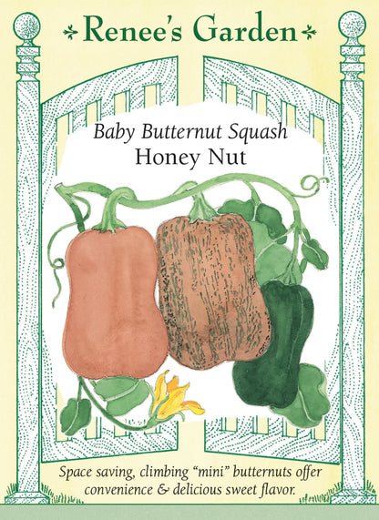 Baby Butternut Squash - Honey Nut