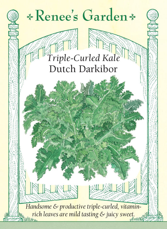 Triple-Curled Kale - Dutch Darkibor