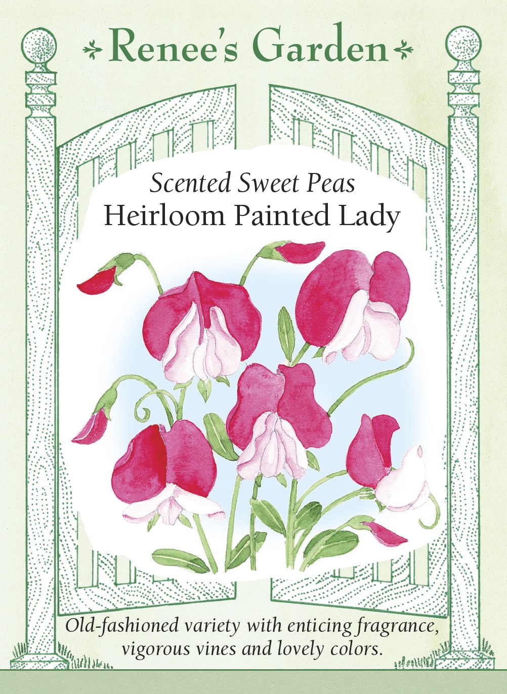Scented Sweet Peas - Heirloom Painted Lady
