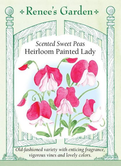 Scented Sweet Peas - Heirloom Painted Lady
