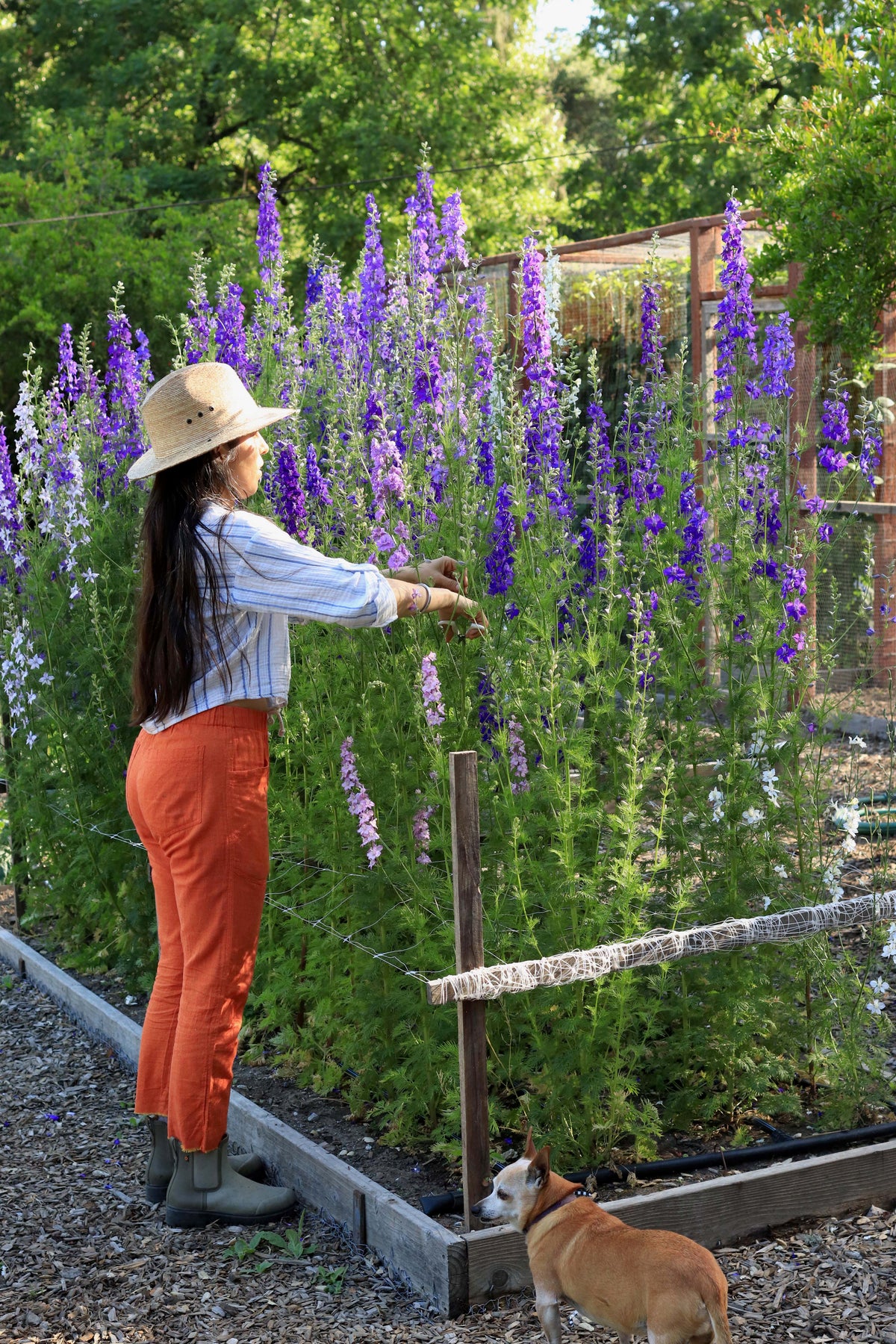 Bouquet Larkspur - Singing the Blues